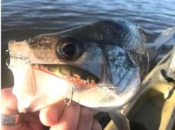 Lucky Craft Pointer 48 DD 17 Lucky Craft Pointer 48 DD -Fishing Promotion Shop 10193