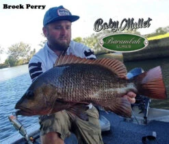 Barambah Lures - Baby Mullet 120mm -Fishing Promotion Shop 74711842 2346972262279659 2290730166055337984 o