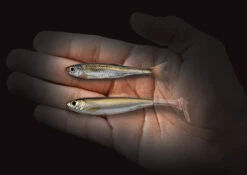 Live Target Slowroll Shiner 125mm 11 Live Target Slowroll Shiner 125mm -Fishing Promotion Shop 9761