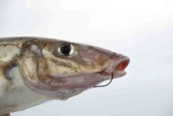 Mustad Pre-Pack Demon Light Gauge Circle Hook -Fishing Promotion Shop full 3753 2E3A7958