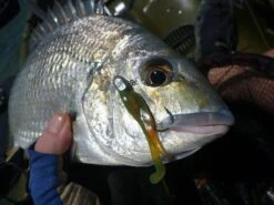 Tackle Tactics Finesse HeadlockZ Jig Heads -Fishing Promotion Shop full 453