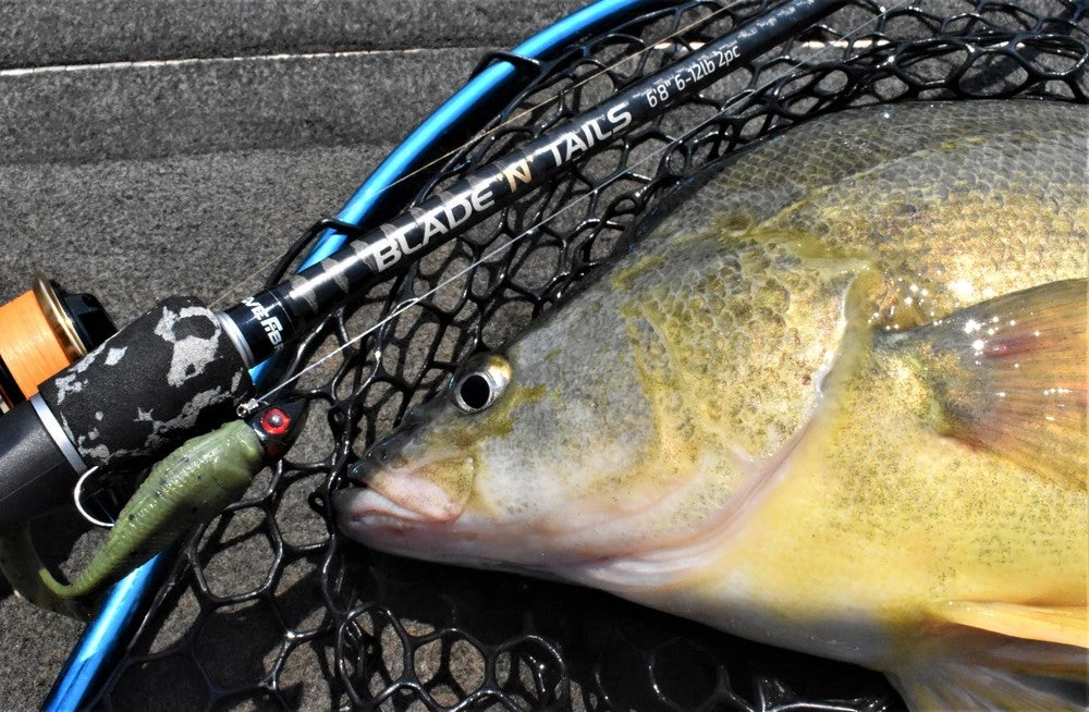 Live Fibre Blade N Tails 5 Live Fibre Blade N Tails - Image 3