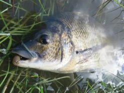 Tackle Tactics Tournament HWS Series 13 Tackle Tactics Tournament HWS Series -Fishing Promotion Shop full 622