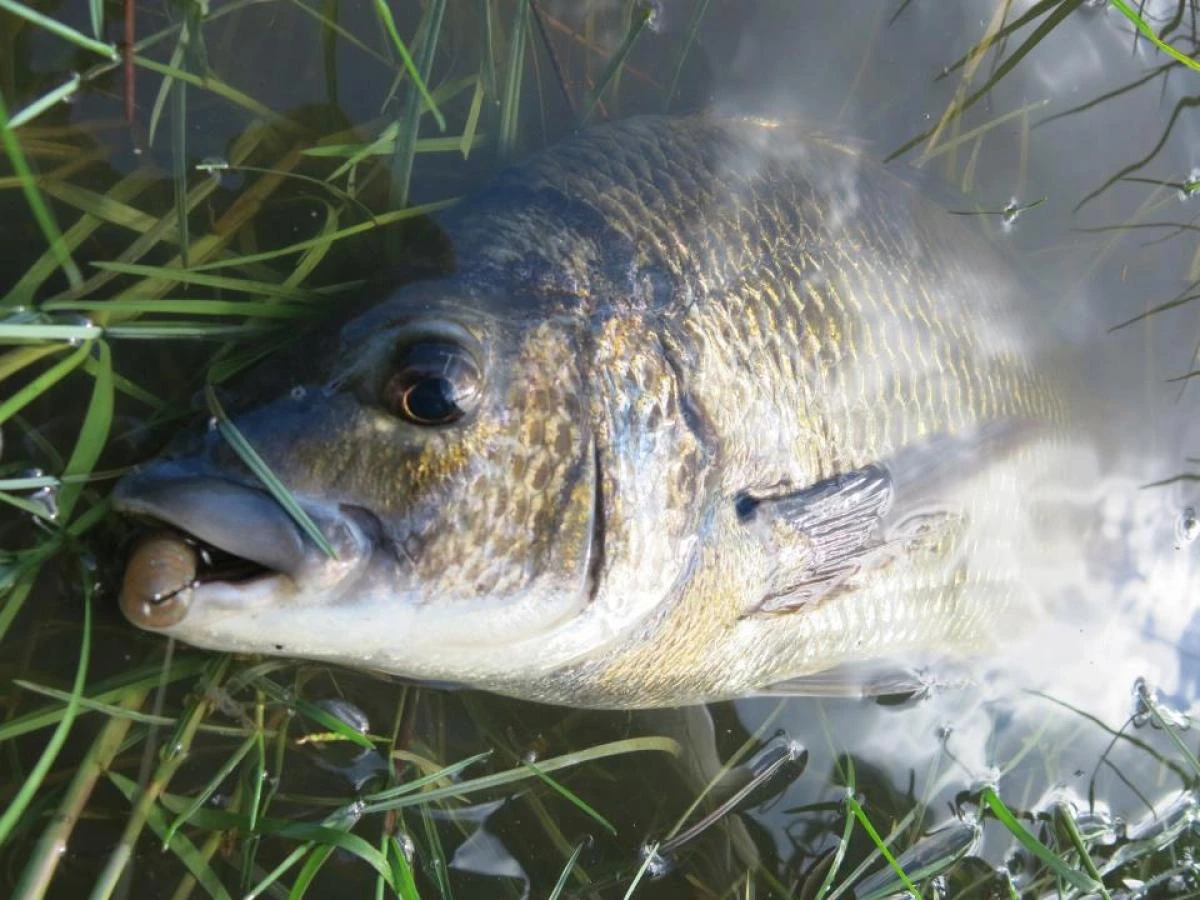 Tackle Tactics Tournament HWS Series 8 Tackle Tactics Tournament HWS Series - Image 6