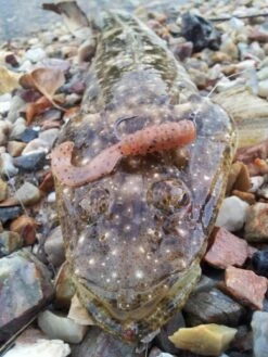 Tackle Tactics Tournament HWS Series 12 Tackle Tactics Tournament HWS Series -Fishing Promotion Shop full 624