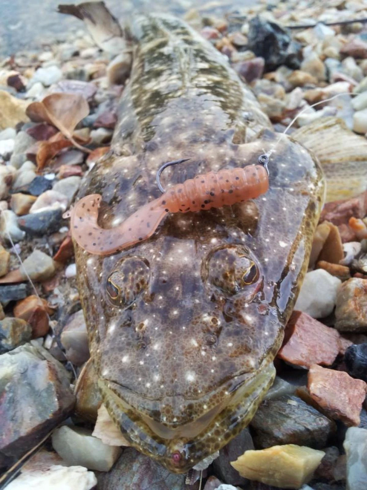 Tackle Tactics Tournament HWS Series 7 Tackle Tactics Tournament HWS Series - Image 5