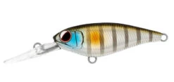 Daiwa Infeet Kodachi -Fishing Promotion Shop sheer gill