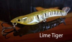 MMD Splash Prawns -Fishing Promotion Shop splash prawns lime tiger